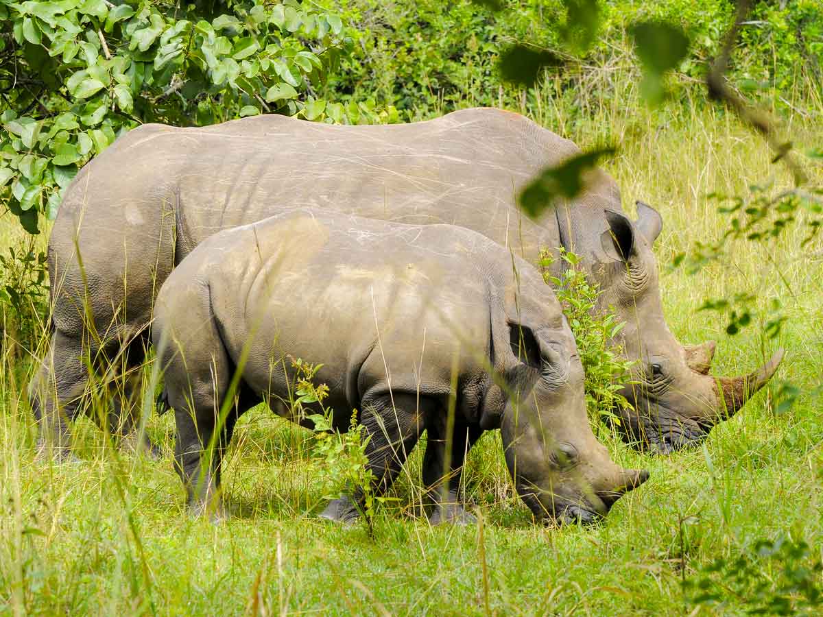 1-day-ziwa-rhino-tracking-tour, Day Tours, Ziwa Rhino Sanctuary