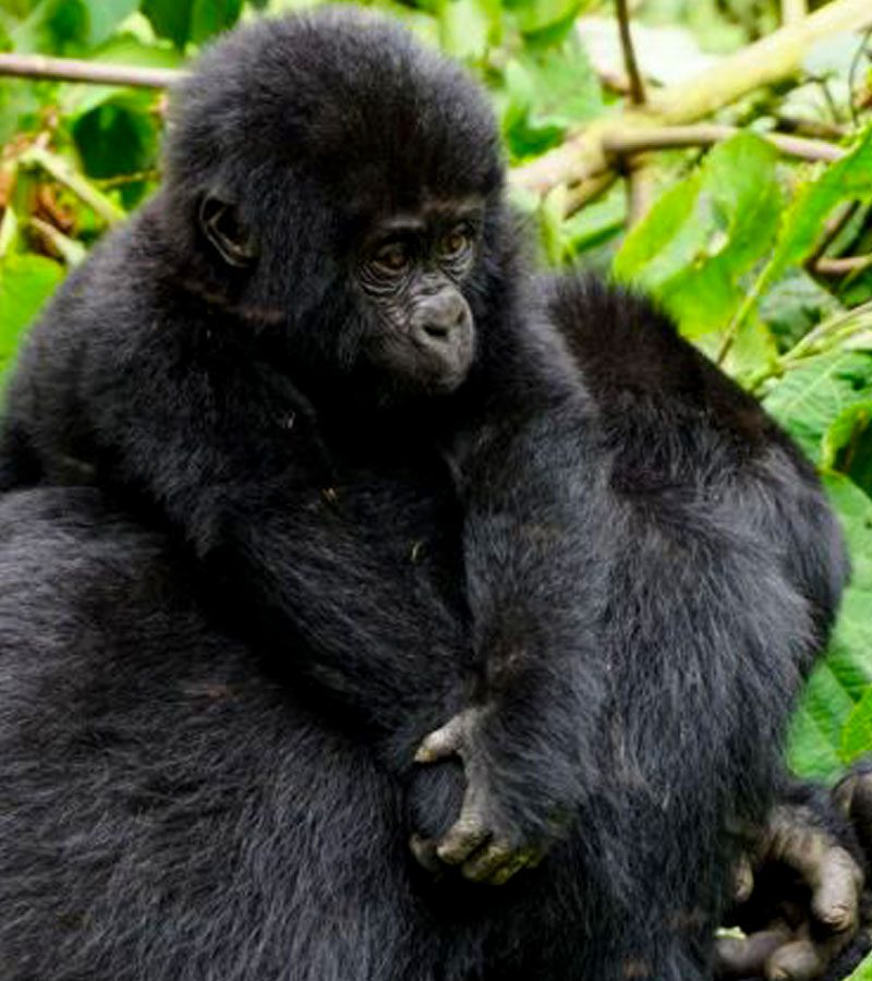 2-days-gorilla-trekking-rwanda