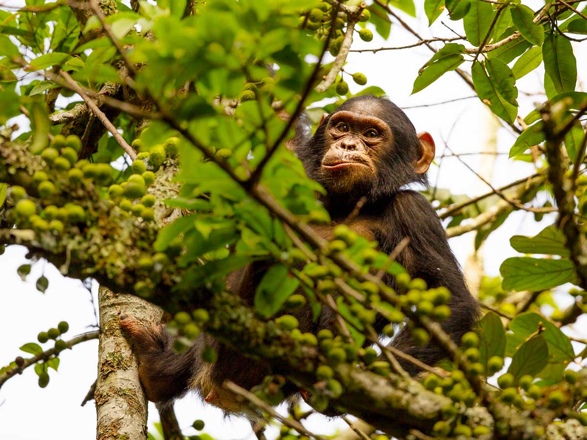 2-days-nyungwe-chimpanzee-trekking-tour, Nyungwe Forest National Park