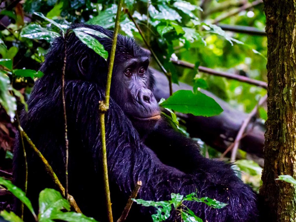 3-days-bwindi-gorilla-tracking-safari, Bwindi Impenetrable National Park
