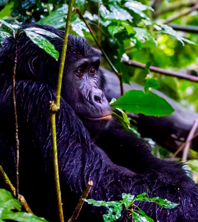 3-days-bwindi-gorilla-tracking-safari, Bwindi Impenetrable National Park