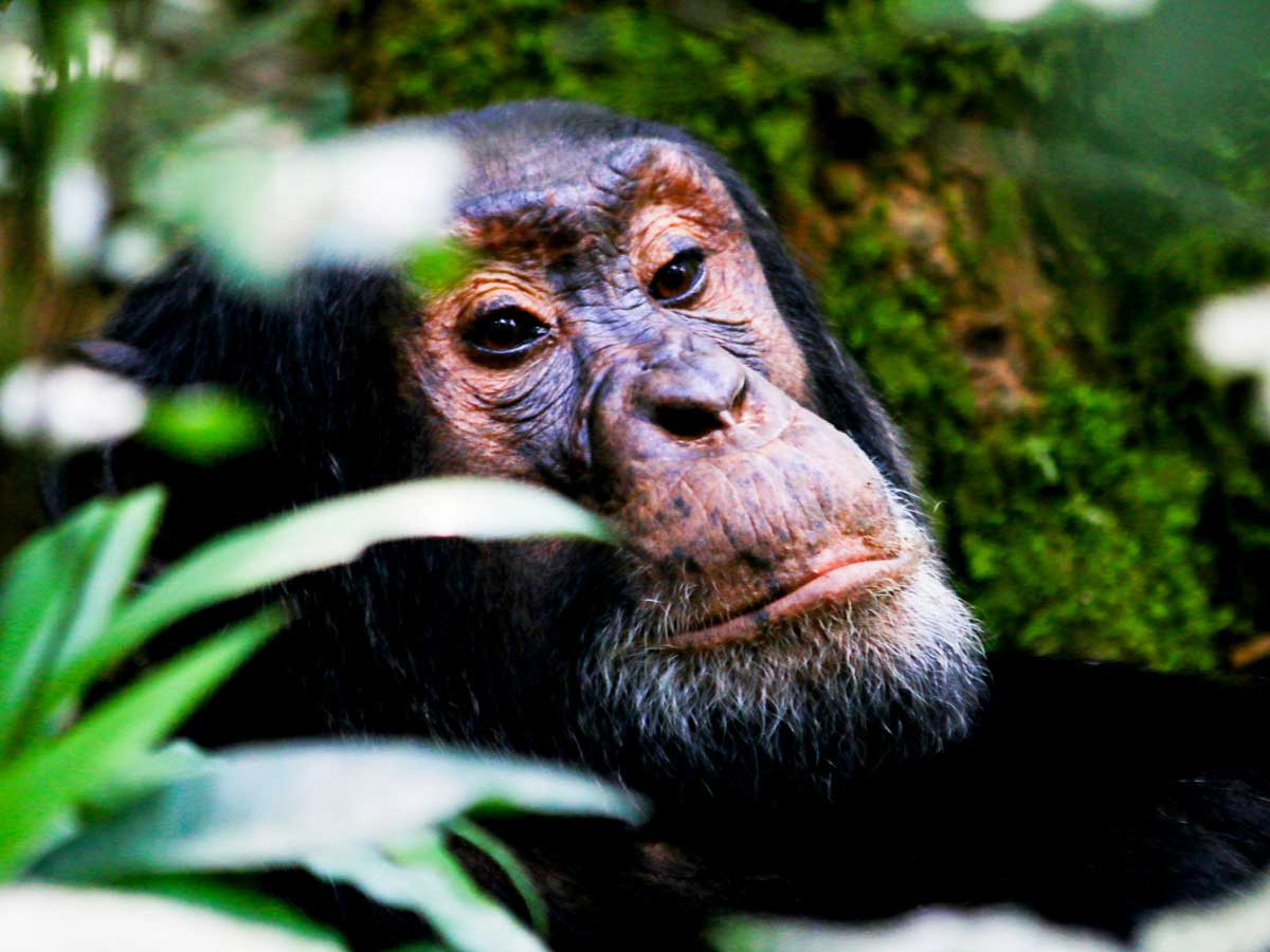 3-days-kibale-chimpanzee-trekking-safari, 8 Days Uganda Ultimate Primate, Kibale Forest National Park Safari