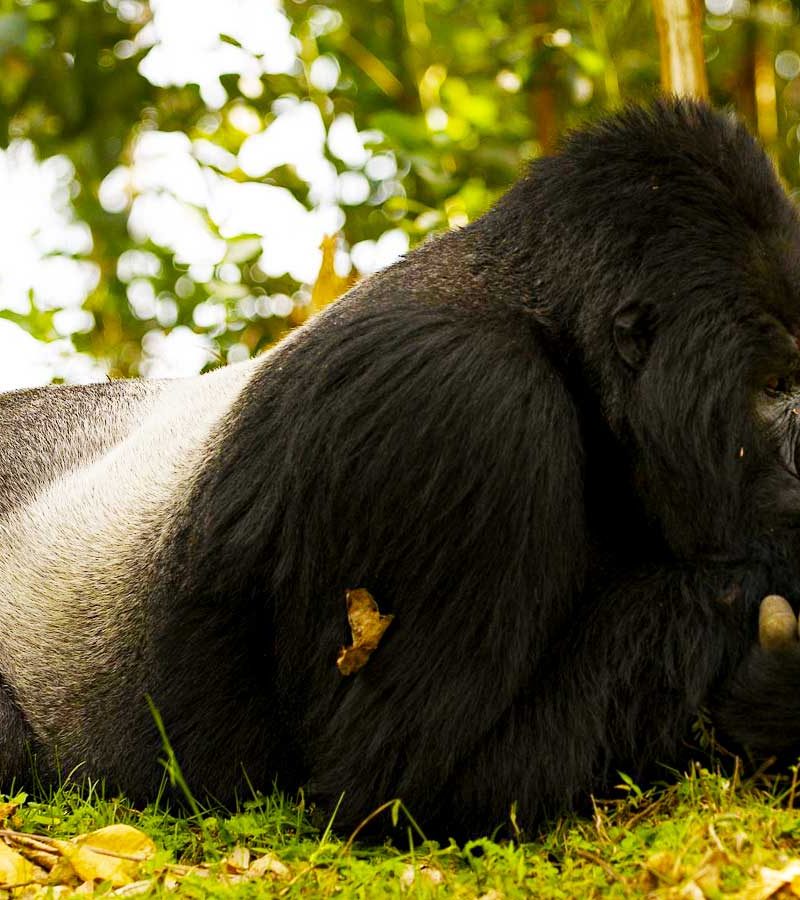 3-days-mgahinga-gorilla-trekking-tour, Mgahinga Gorilla National Park