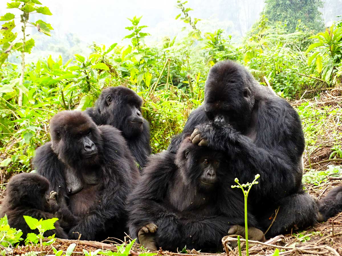 4-days-rwanda-double-gorilla-tour, Frequently Asked Questions, Volcanoes National Park